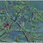 Common Rose finch pair