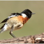 Common Stonechat - Male