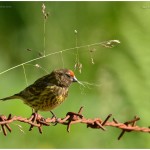 Red-fronted Serin