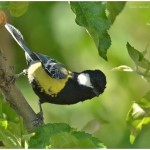 Green backed tit